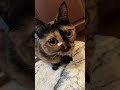 4782 目をつぶって🐱チョコ
