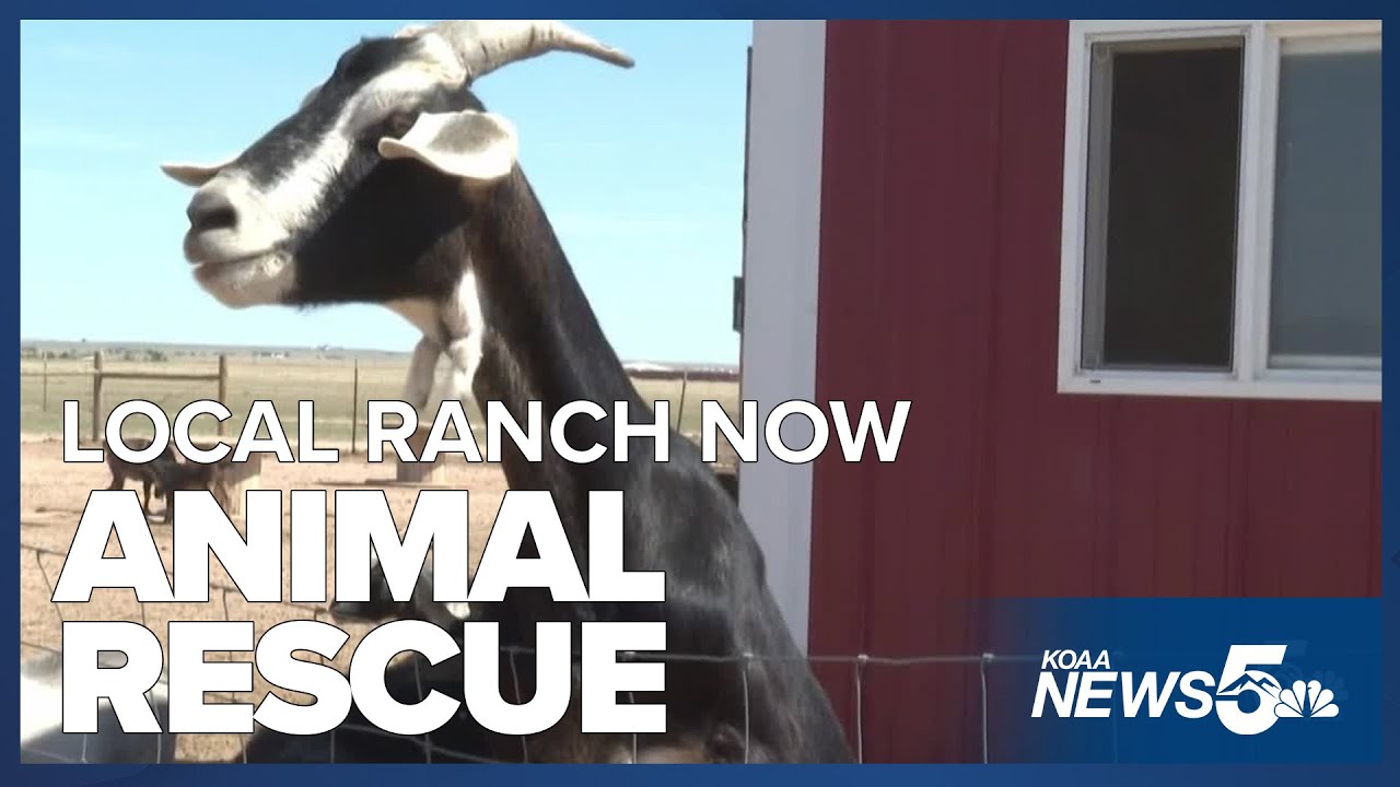 Local ranch reopens as animal rescue - YouTube