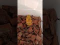 Ular Mahal vs Ular Murah #viper #snake #reptiles #animals #venom #venomous #dailyvenomous