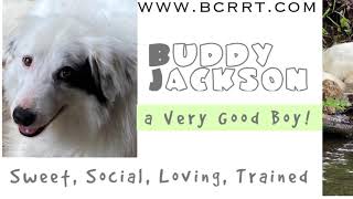 “Buddy Jackson” Border Collie Rescue And Rehab