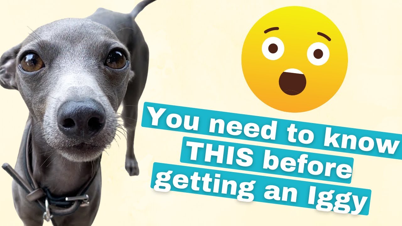 Are Italian Greyhounds Needy