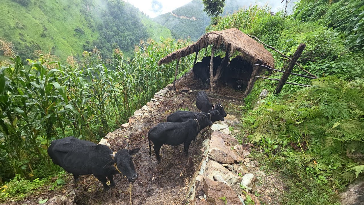 Himalayan Shepherd Life in Summer season  Nepal | organic food cooking | Mountain Village Life