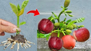 How to grafting apples with jackfruit tree using duck eggs to promote fast fruit100%