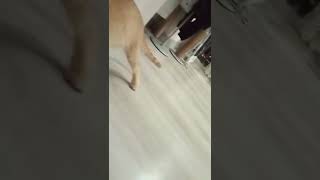 Kate Kuray - Shorts Anlamlı 2