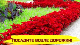 САМЫЙ КРАСИВЫЙ БОРДЮРНЫЙ ЦВЕТОК! Посадите возле дорожки и в бордюрах клумб!