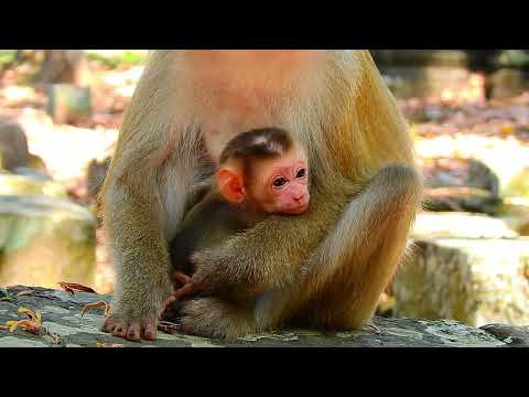 How baby monkey, Bill, spends his day 🙉