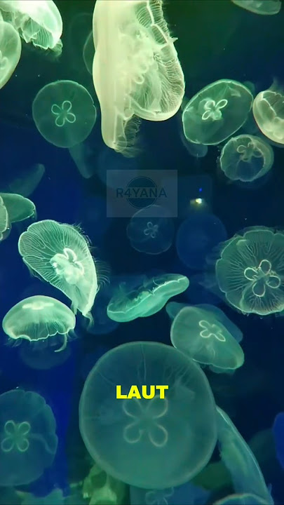 UBUR- UBUR TERNYATA HEWAN PURBA............#uburubur #r4yana #trending #viral #faktaunik