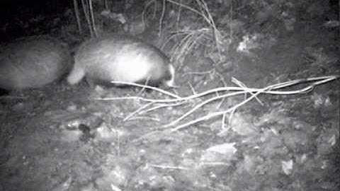 Badger Survey - Badger Monitoring Survey in Nottinghamshire.wmv