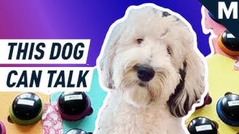 This Dog Can “Talk” To Her Owner | Mashable