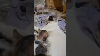 😻PART 4😻 #cat #cats #kitten #cats #cute #youtubeshorts #funny #kitty #catperson #mycat #catman