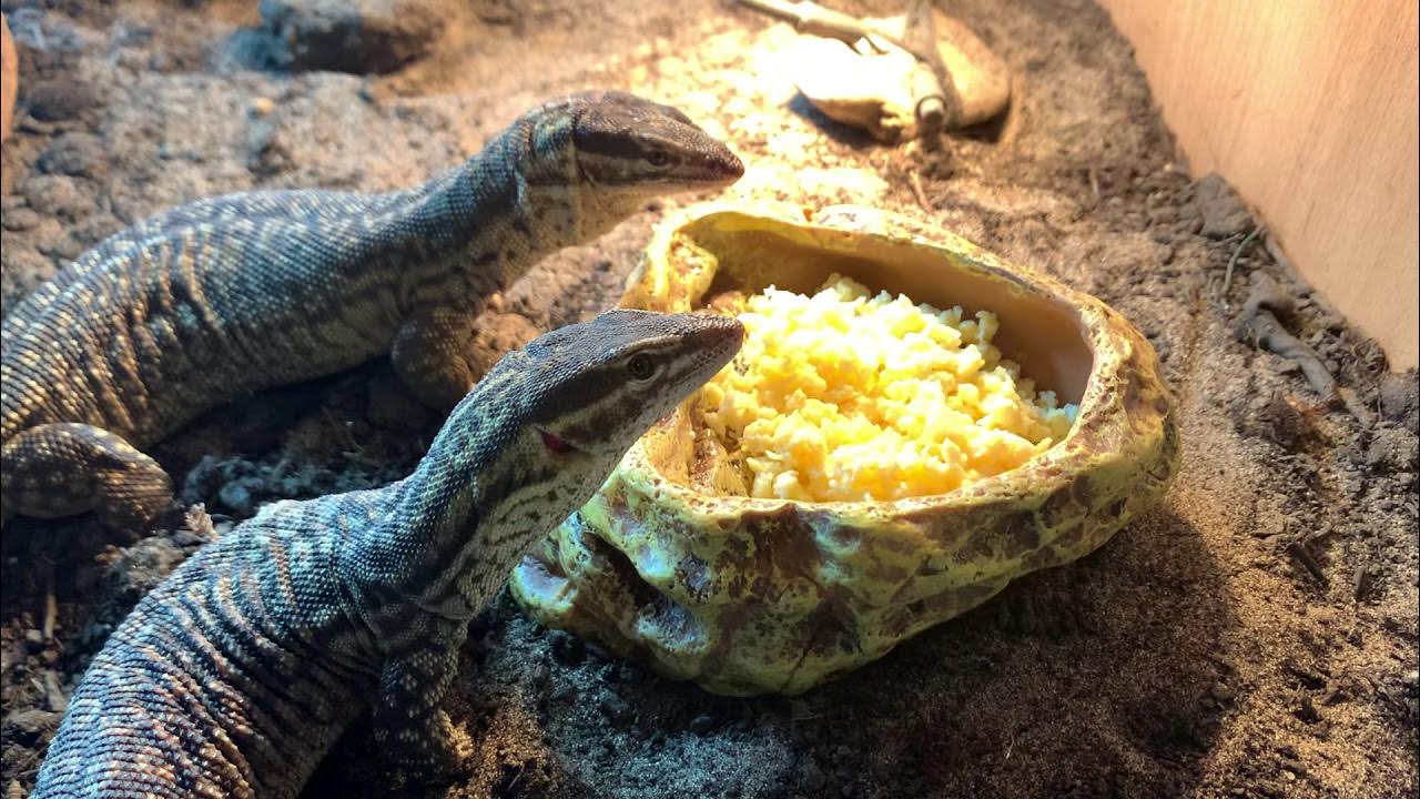 Ackie Monitors eating Scrambled Egg - YouTube