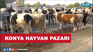 Konya Hayvan Pazarı | Hayvan Pazarlarında Hareketlilik Devam Ediyor