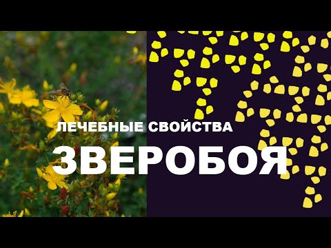 Зверобой трава - лечебные свойства зверобоя, противопоказания и применение