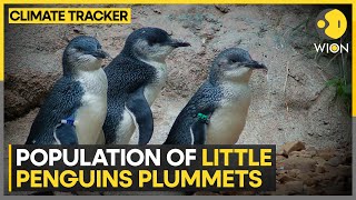 Australia's little penguins under threat; tourism affects penguin breeding | WION Climate Tracker