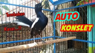 AUTO KONSLET !! KACER GACOR TEMBAKAN KASAR BIKIN KACER LAIN EMOSI DAN GACOR !!