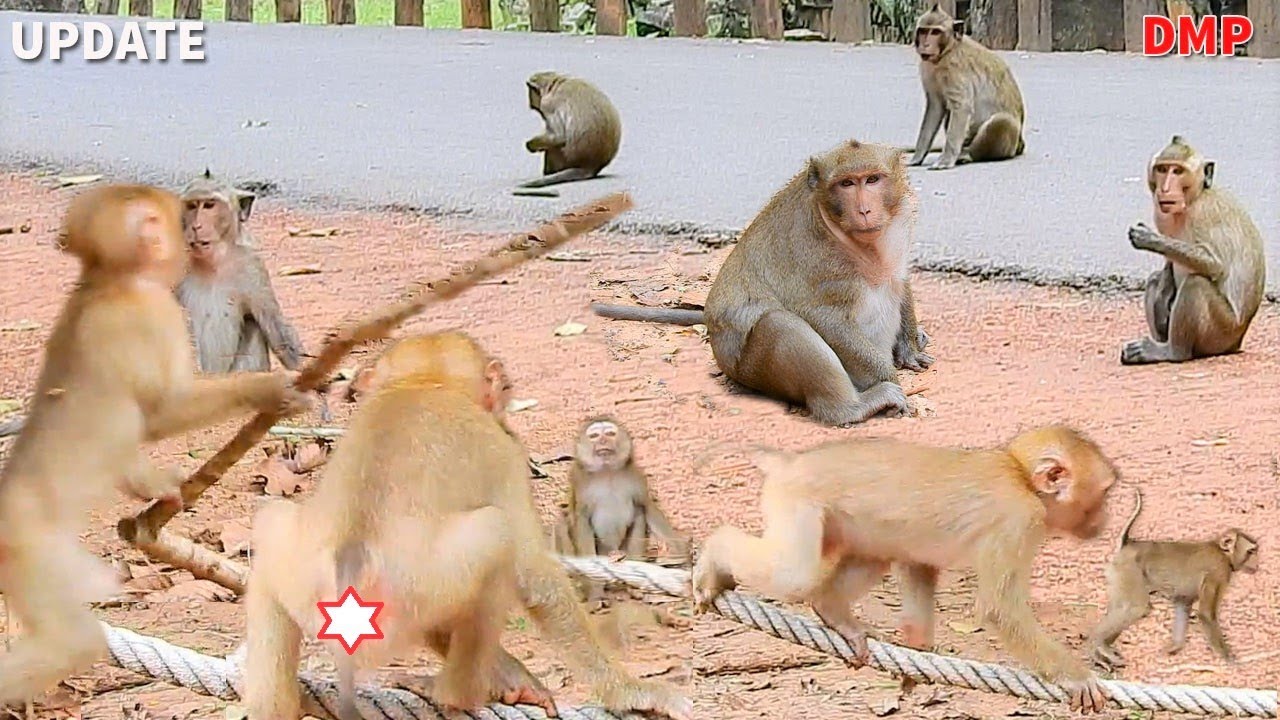 Congrats! Abandoned Monkey Sok Is Not Sovana & Is Welcomed By Rolex & Sweetpea Join Amari Troop
