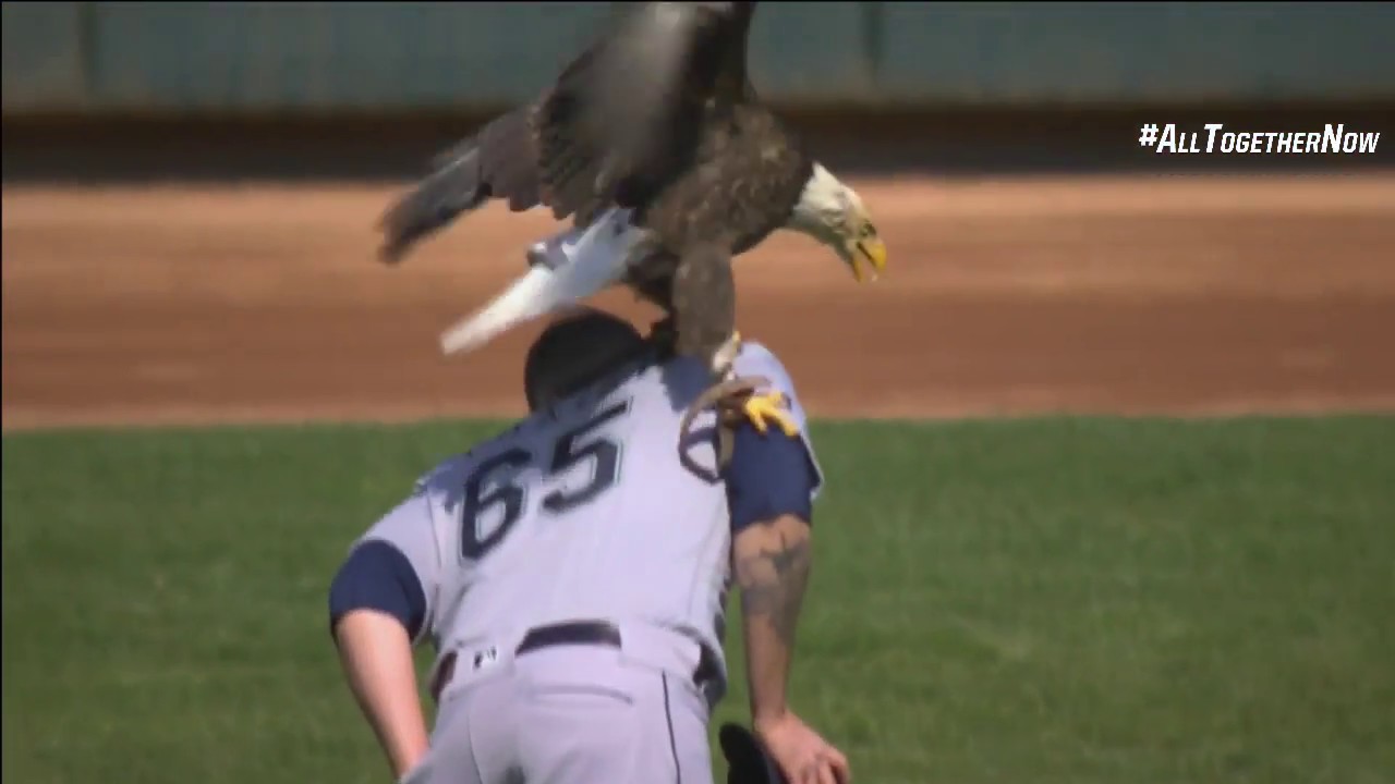 Bald eagle lands on Mariners' Paxton at Twins game YouTube