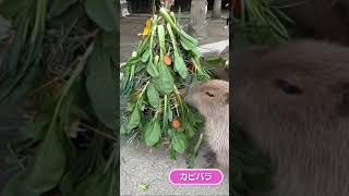 カピバラに食べられるクリスマスツリー #Shorts