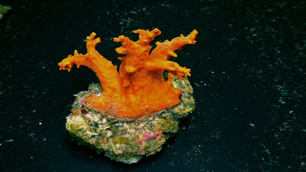 Scleronephthya Orange