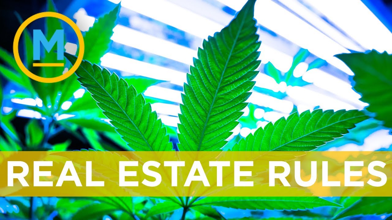 Can you grow or smoke cannabis if you’re a renter? | Your Morning - YouTube