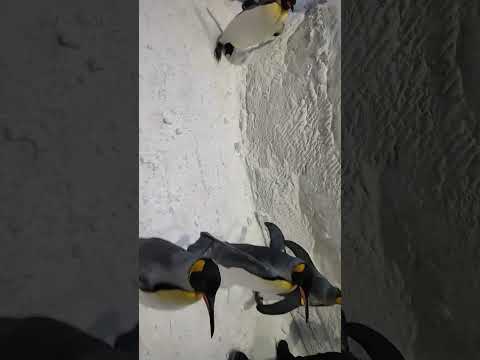 Penguins in SkiDubai snow world