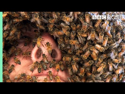 The Man Who Can Control Bees | Superswarm | BBC Earth
