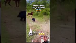 Pertarungan 1 Lawan 1 Yang Sengit Babi Hutan Vs Anjing