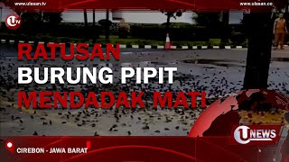 RATUSAN BURUNG PIPIT MENDADAK MATI | U-NEWS