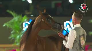 67 - FORELOCK`S YBO - AL SHIRA'AA INTERNATIONAL ARABIAN HORSE SHOW 2026