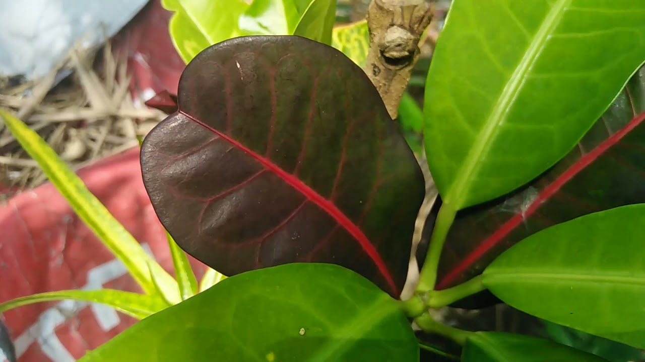 Mempercepat proses pembentukan daun lebar puring dari biji