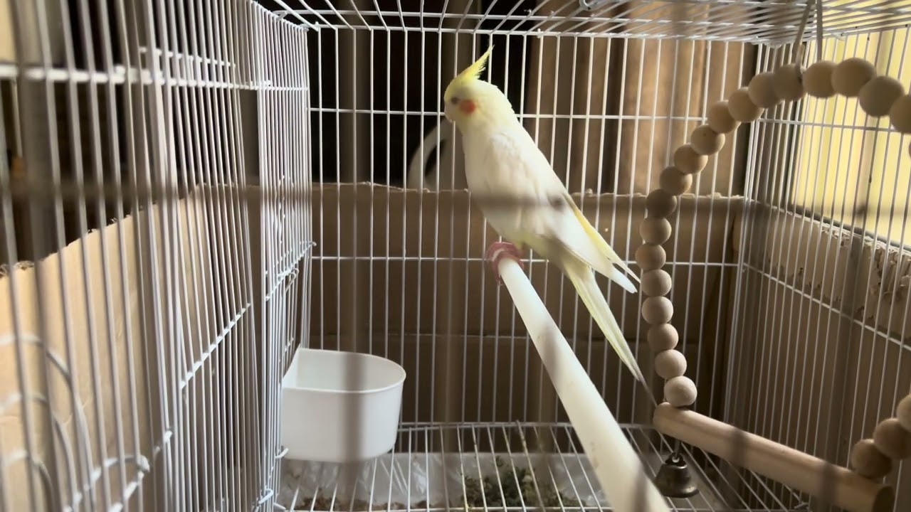 العصافير لها مشاعر وتحس بالاخرين 