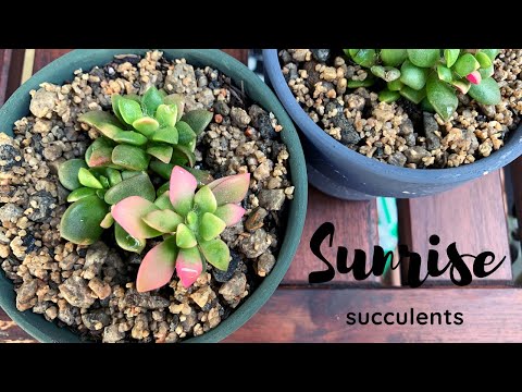 Video: Maklumat Sunrise Succulent: Ketahui Mengenai Penjagaan Tumbuhan Succulent Sunrise