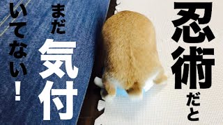 【禁術】マウンティングを仕掛けて来るうさぎに変わり身の術で対抗するも… #425