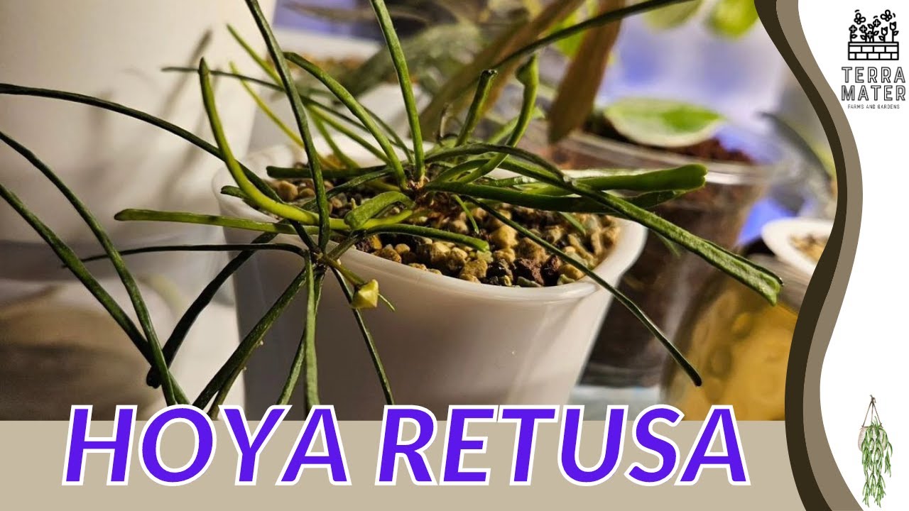 Unique, Slender-Leaved Beauty for Your Collection (Hoya retusa)