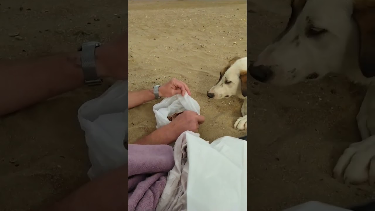 Это очень мило. Собак здесь много, но они такие добродушные.