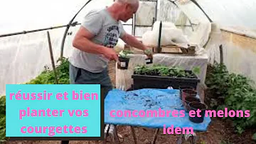 Quand planter les courgettes sous serre ?