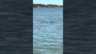 Dolphins today! Southport NC