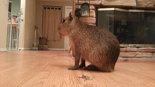 Baby Capybara Walking Around The House