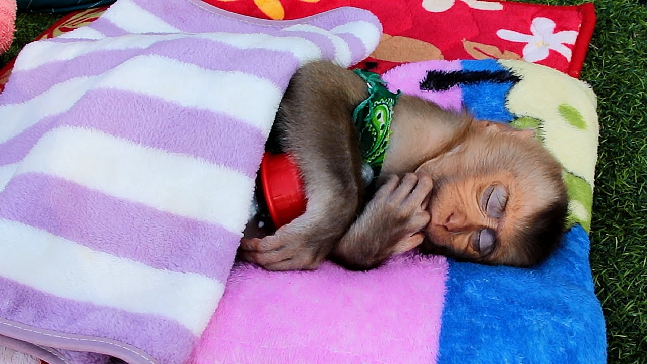 Baby Monkey Lovely Sleeping Habit | Good Mom Comfort Baby Bela to Sleep Warm