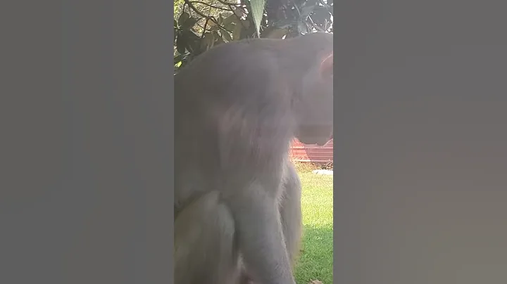 Monkey relaxing
