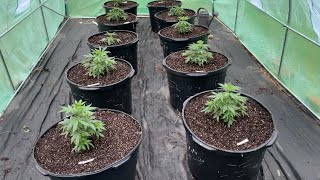 Outdoor cannabis grow 2026: update #1