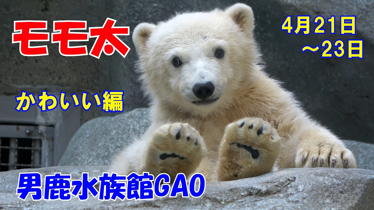 白いモフモフ」モモ太のかわいい編 ＃男鹿水族館GAO ＃ホッキョクグマ