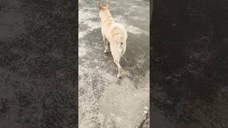 #funny #petsdog#viral