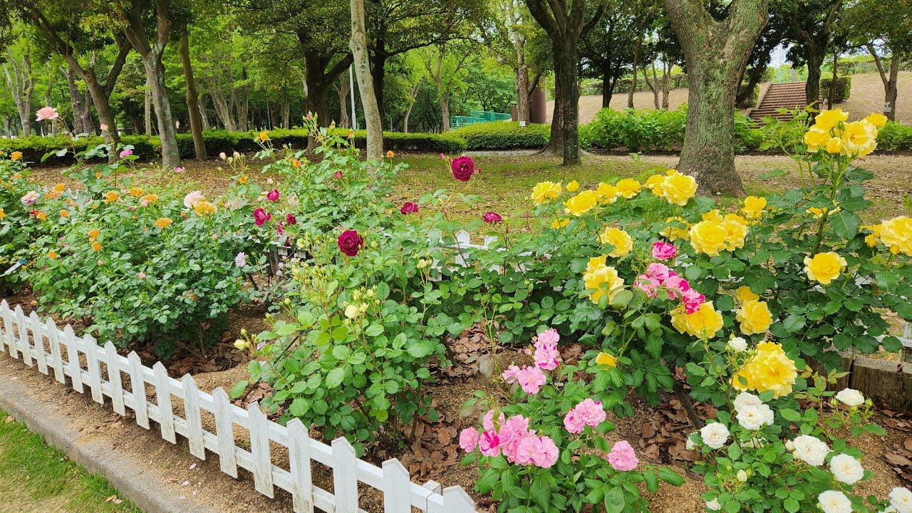 沙弥島　瀬戸大橋記念公園　番の州公園散歩　（去年~今年）　Setouchi Ohashi Memorial Park, Bannoshu Park Walk 2024-2025.