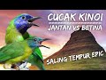 PANCINGAN CUCAK KINOI GACOR DORRR || SUARA PIKAT CUCAK KINOI ALAM LIAR