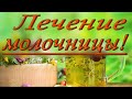 МОЛОЧНИЦА как лечить народными средствами. Лечение молочницы дома. Вагинальный кандидоз симптомы.