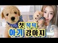 Download 초보엄마의 아기강아지 첫 목욕시키기! 😺🐶든든한형제들#1 민가든 초보엄마의 아기강아지 첫 목욕시키기! 😺🐶든든한형제들#1 민가든