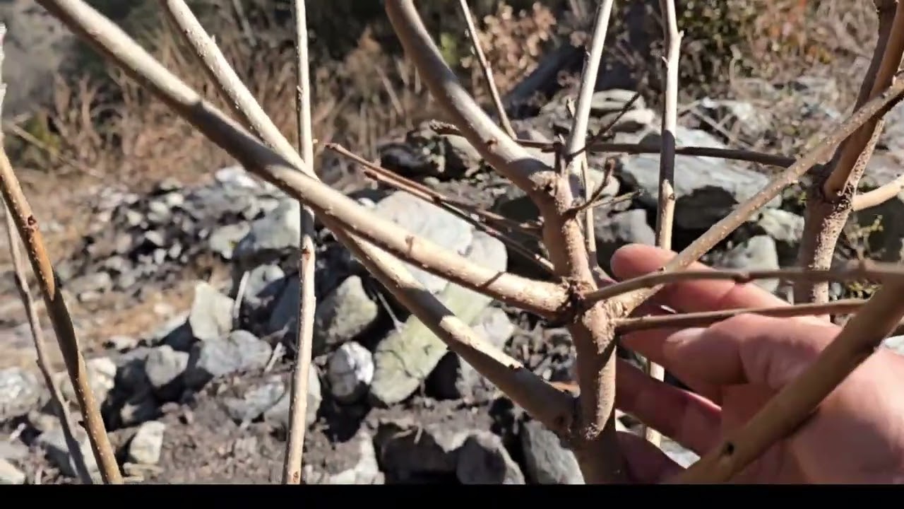 Pruning of Persimmon Plant ✂️🌿 | Easy Steps for Healthy Growth 