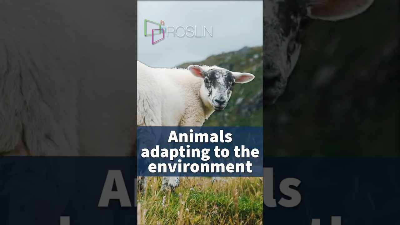 Animals adapting to the environment