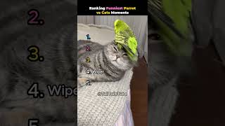 Ranking Funniest Parrot vs Cats Moments #shortsviral #animalhumor